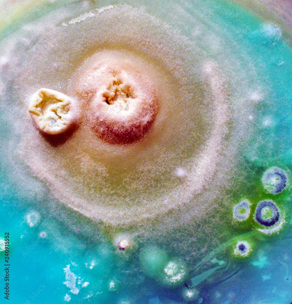 Mould Spores in Abstract Colours Close Up