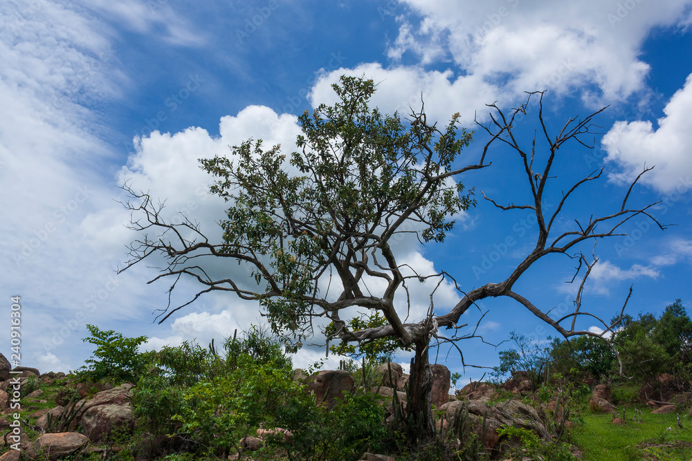 Obraz premium Árvore IMG_8943