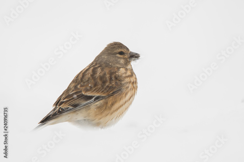 Eurasian Linnet (Linaria cannabina) in the snow.