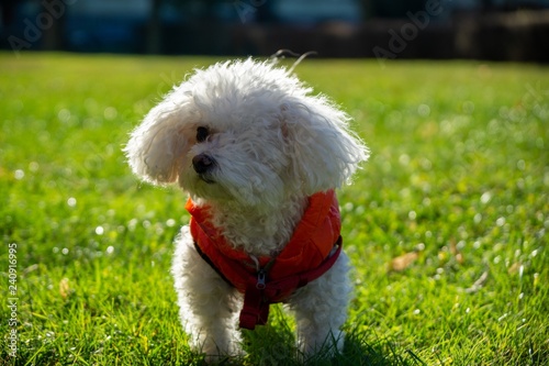 Bichon dog in red jacket during winter. Slovakia © Valeria