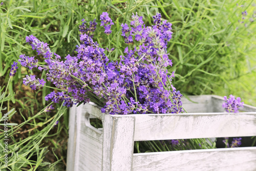 Fototapeta Naklejka Na Ścianę i Meble -  Lavender flowers in  wooden  box