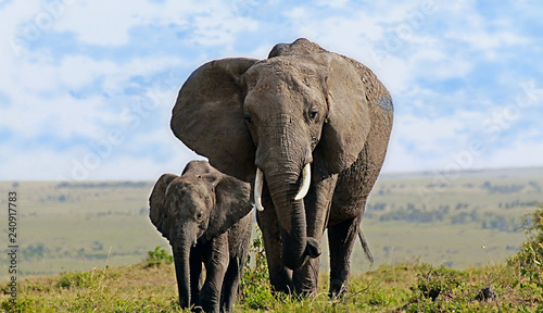 elephants, Kenya