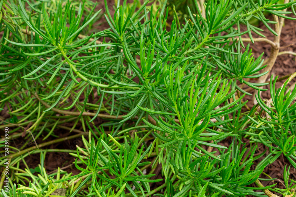 Sea blite (Suaeda linearis) - Pembroke Pines, Florida, USA Sea blite (Suaeda linearis) - Pembroke Pines, Florida, USA