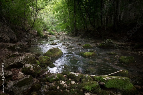 stream in forest