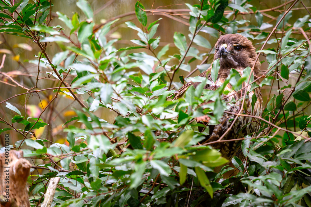 the hidden red tailed hawk peeks through his camouflage in search of his next meal the hidden red tailed hawk peeks through his camouflage in search of his next meal