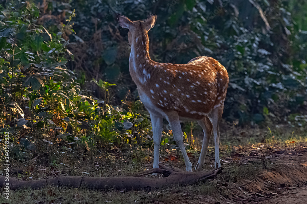 Chital or cheetal (Axis axis), also known as spotted deer or axis deer female in Jim Corbett National Park, India Chital or cheetal (Axis axis), also known as spotted deer or axis deer female in Jim Corbett National Park, India