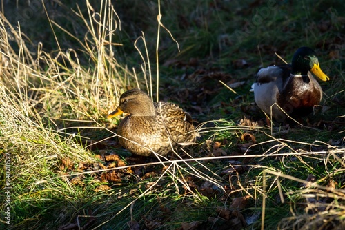 Ducks in the grass. Slovakia