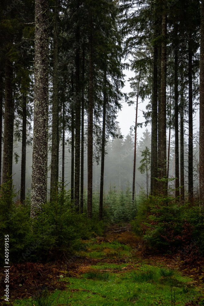 Winter rain walk in the Black Forest Germany