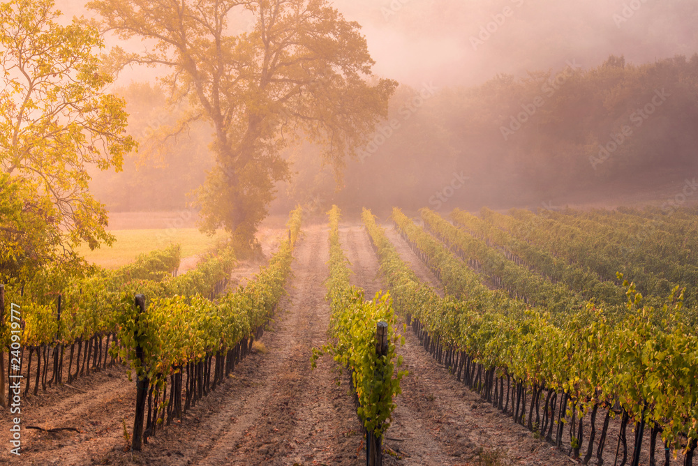 Fototapeta premium sunrise on the toscany