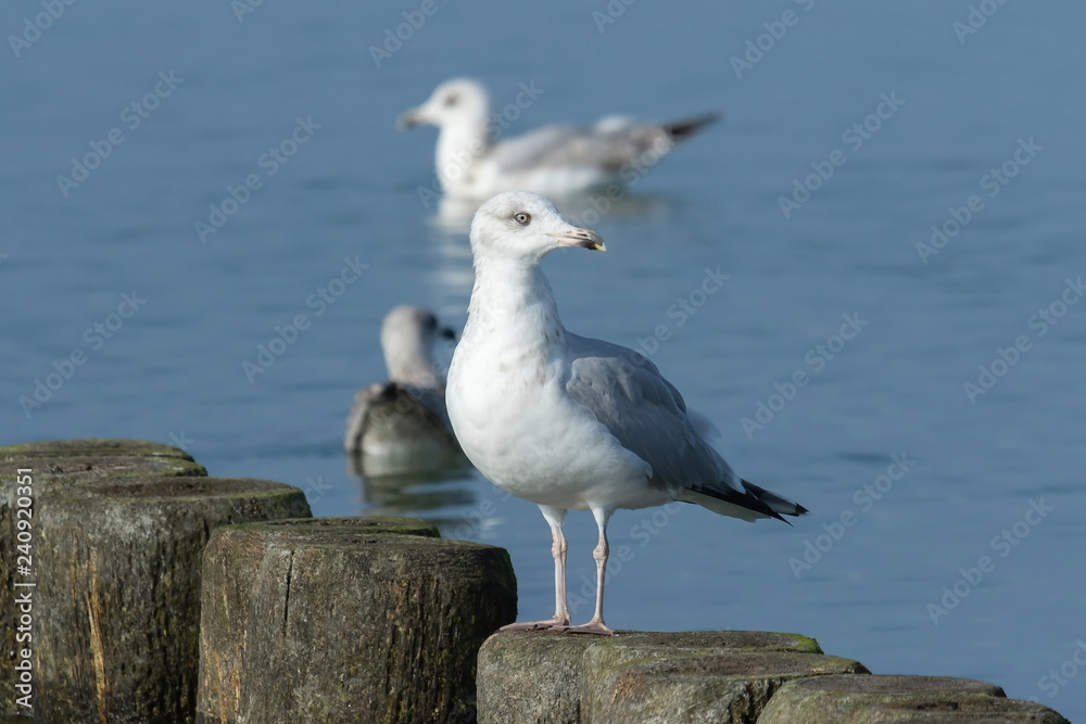 Fototapeta premium Silbermöwe