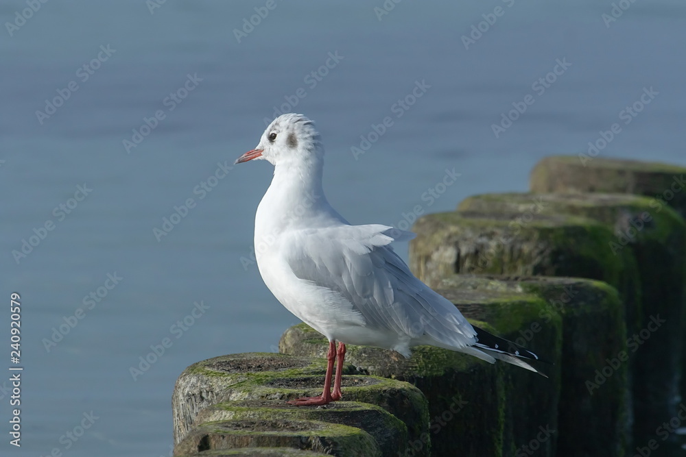 Fototapeta premium Lachmöwe