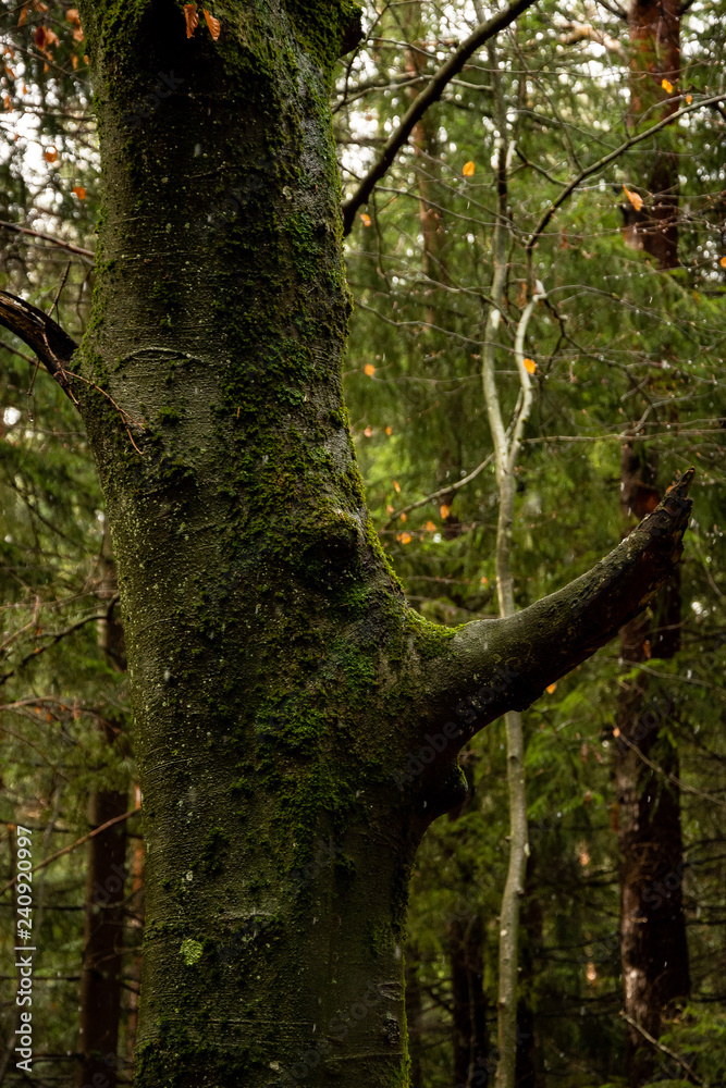 Fototapeta premium Winter rain walk in the Black Forest Germany