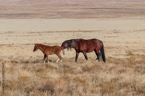 Wild horse Mare and Foal