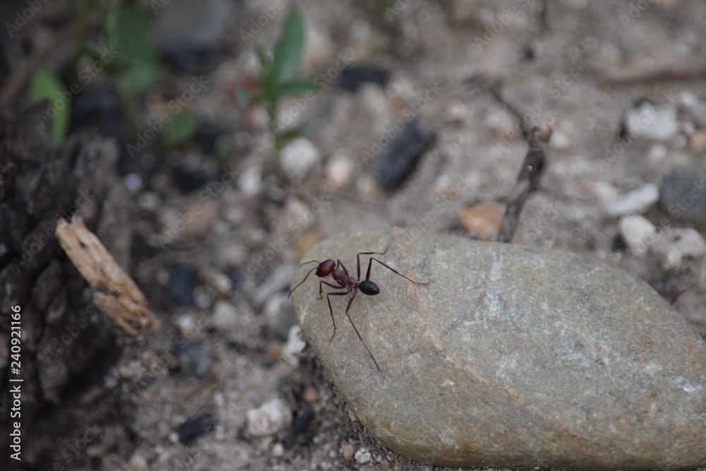 Ant Ant