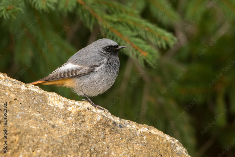 Fototapeta premium Black Redstart / Phoenicurus ochruros