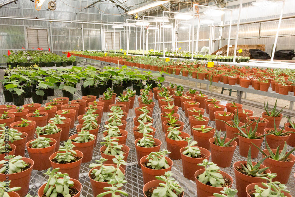 Greenhouse Plants in Terracotta