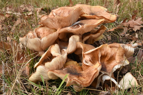 paddenstoel cantharel of hanekam in landgoed De Slangenburg in de Achterhoek  photo