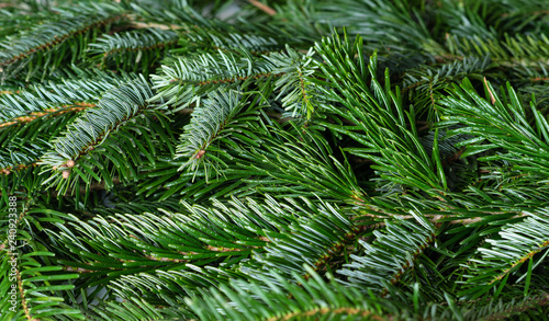 Closeup of spruce branches selective focus. green Christmas background