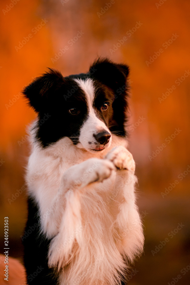 black and white dog Border collie stay on grass. sunset. yellow forest on background. autumn