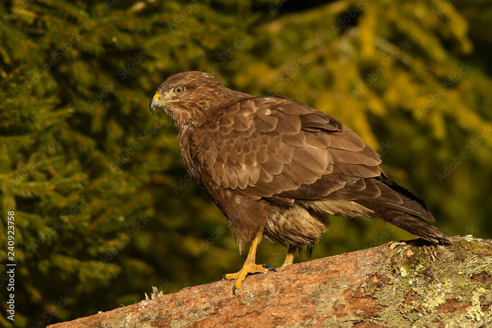 Obraz premium Common Buzzard / Buteo buteo