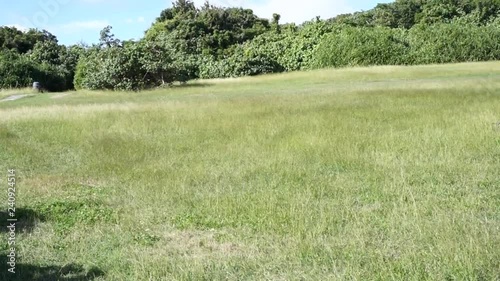 Green grass blowing in the wind.