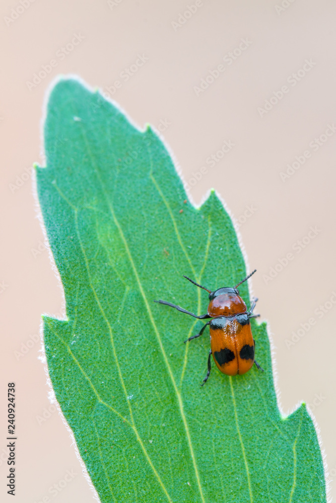 Fototapeta premium leaf beetle - Coptocephala cf. unifasciata