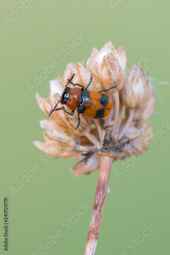 leaf beetle - Coptocephala cf. unifasciata photo