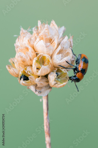 leaf beetle - Coptocephala cf. unifasciata photo