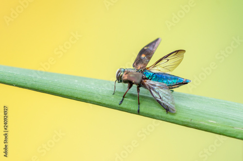 Buprestidae - Chrysobothris affinis photo