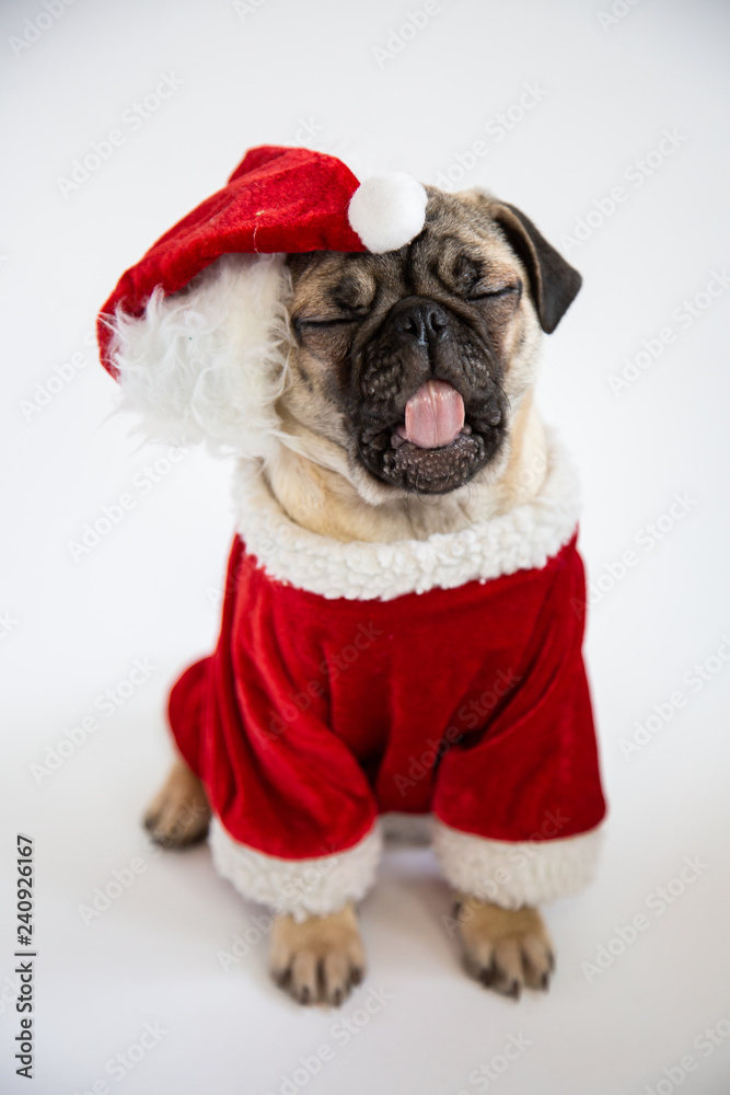 Cute pug puppy yawning and wearing santa hat and costume Cute pug puppy yawning and wearing santa hat and costume