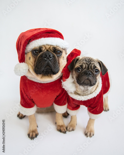 Two cute pug puppies wearing santa hats and costumes © Lori