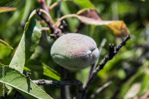 Almond close up