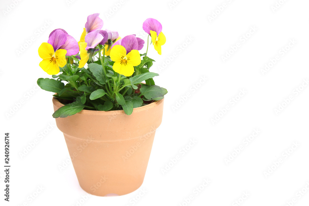 鉢植えのビオラ 鉢植えのビオラ