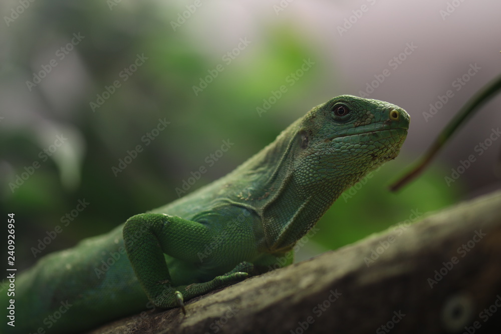 Fototapeta premium Basilisk
