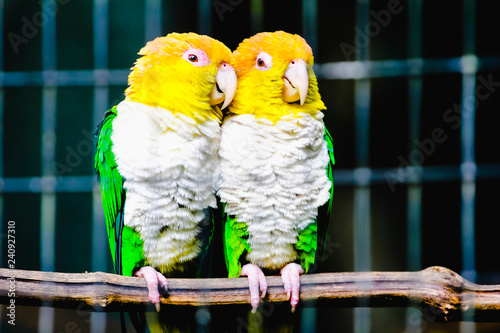 Couple of Marianinha of the yellow head (Pionites leucogaster) dating while they are photographed. Bird with yellow, white, green and blue fur photo