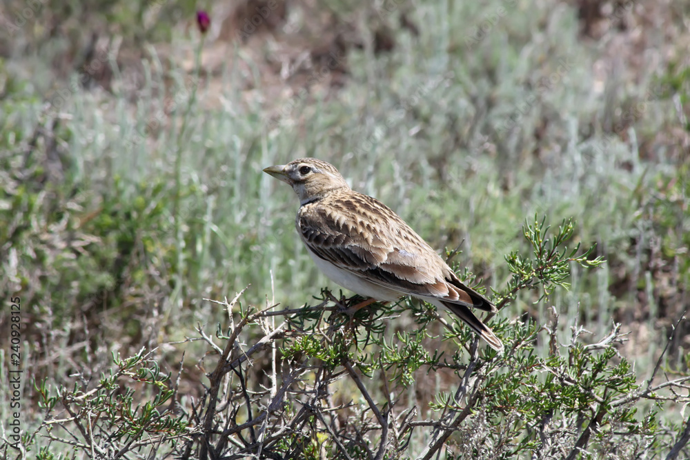 Bimaculated Lark (Melanocorypha bimaculata) sitting on boyalich bush Bimaculated Lark (Melanocorypha bimaculata) sitting on boyalich bush