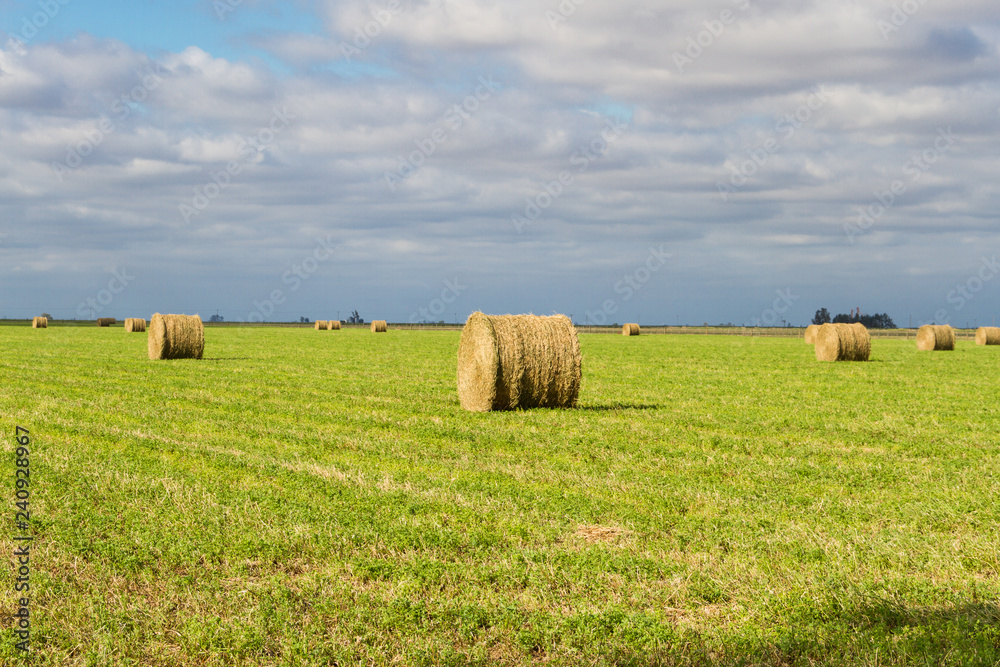 bales of alfalfa in the field in summer