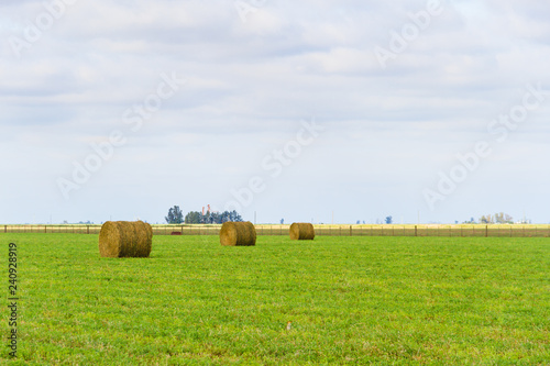 bales of alfalfa in the field in summer