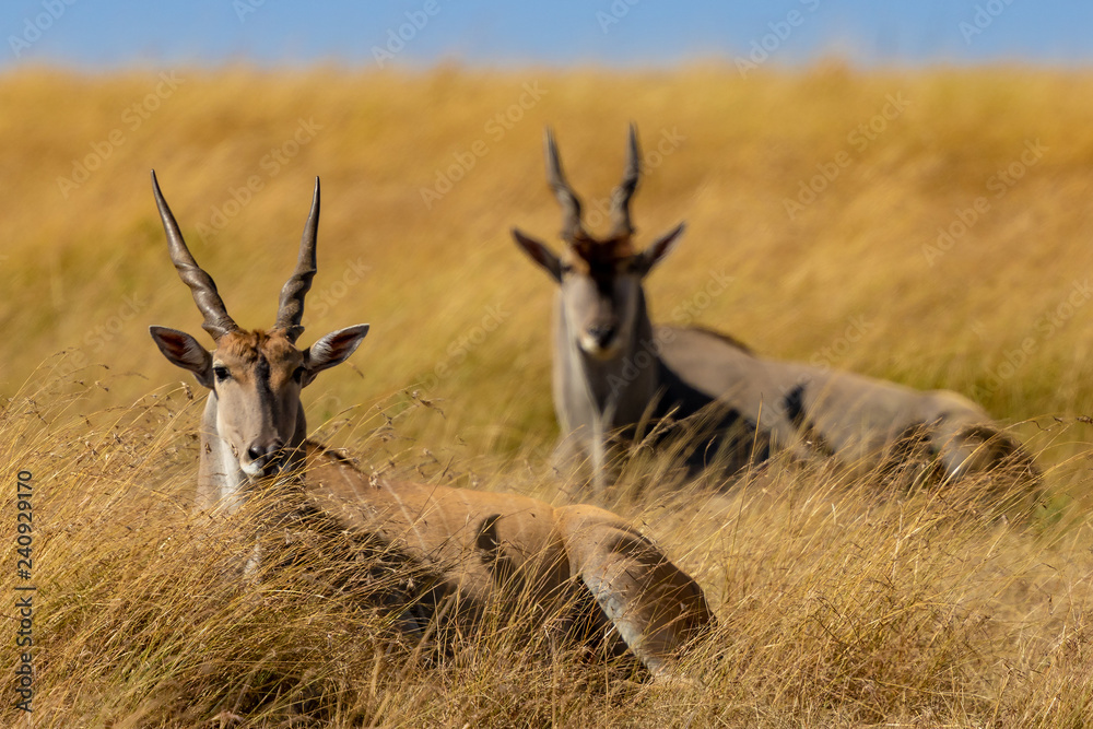 antelope in grass antelope in grass