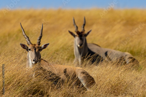 antelope in grass