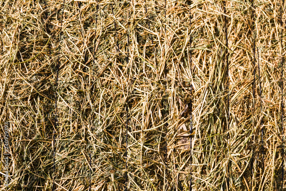 Fototapeta premium rustic background with alfalfa bale texture in the field