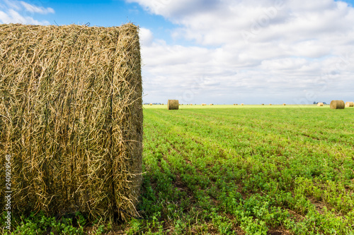 bales of alfalfa in the field in summer
