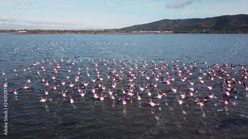 Aerial close approach to a flock of Pink Flamingos in a lagoon, they take flight. Closeup view