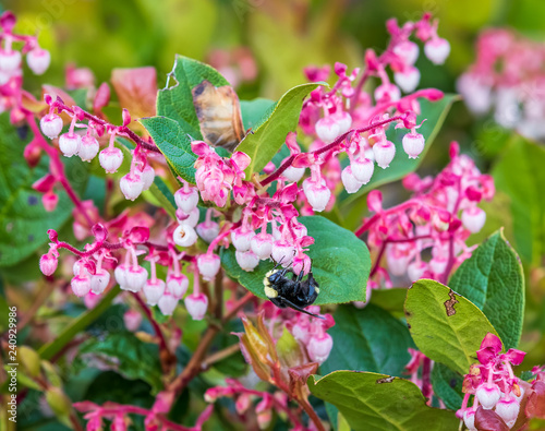 Bumble bee on Hairy Manznita