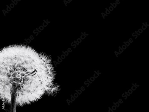 Fototapeta Naklejka Na Ścianę i Meble -  Closeup dandelion flower on black background