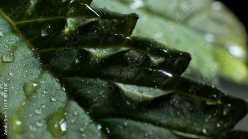 Leaves of hemp bush growing indoors