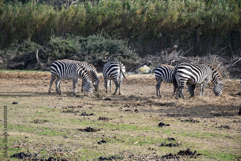 Obraz premium Zèbres