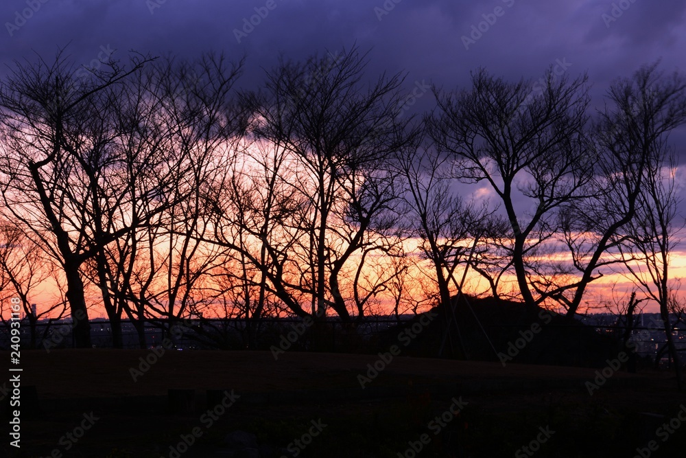 Naklejka premium Trees silhouette in the morning glow