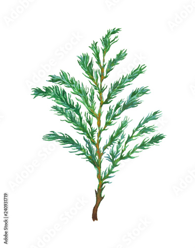 Watercolor Cypress Tree Branch isolated on white