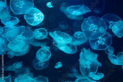 Beautiful jellyfish, medusa in the neon light with the fishes. Underwater life in ocean jellyfish. exciting and cosmic sight © Alexander